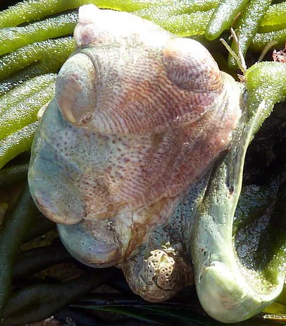  American Slipper Limpets (Crepidula fornicata)