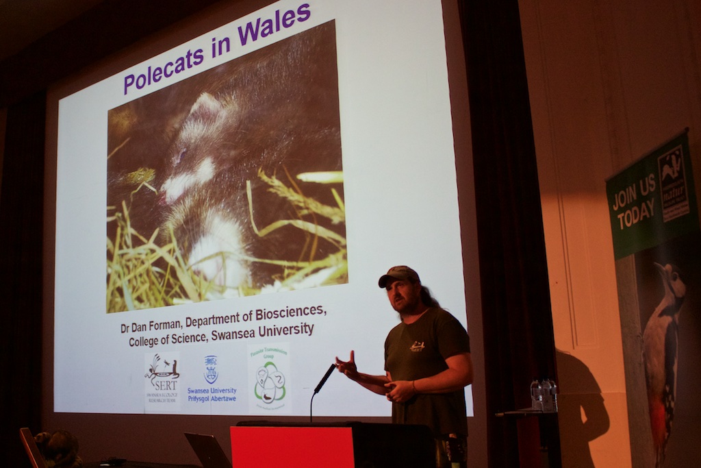 Dan Forman gets animated about polecats (and ferrets), Unknown Wales 2015. 