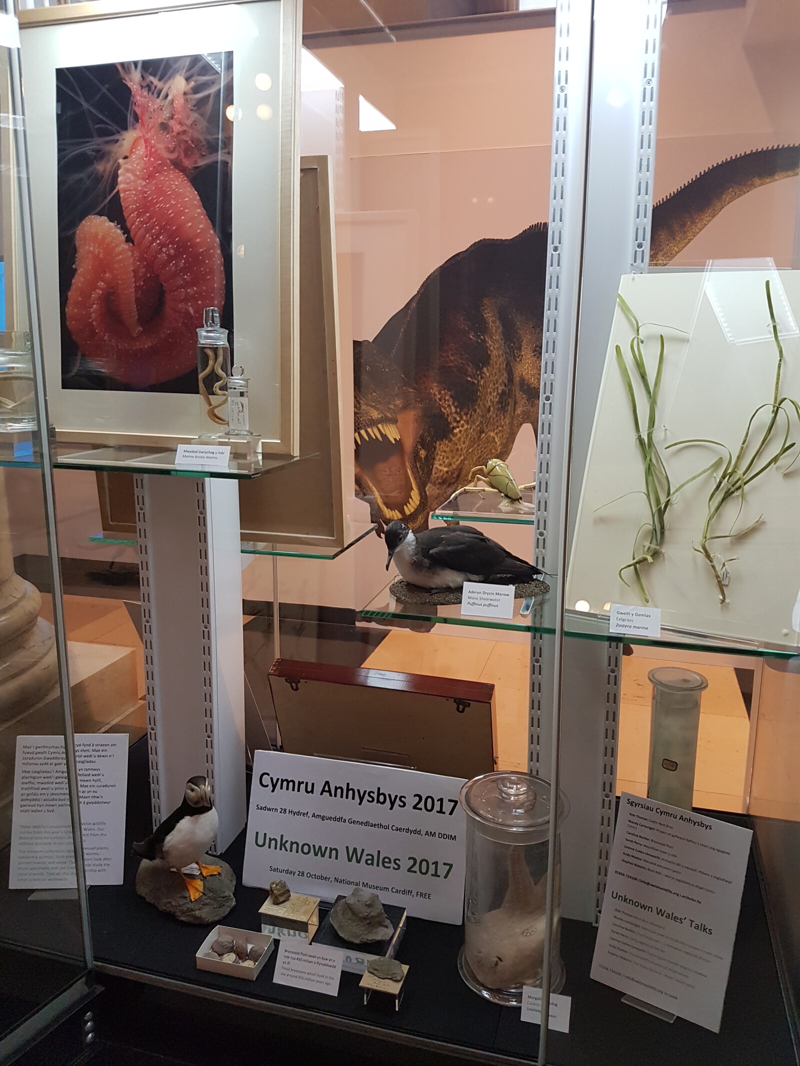 Specimens relating to Unknown Wales 2017 on display at National Museum Cardiff.