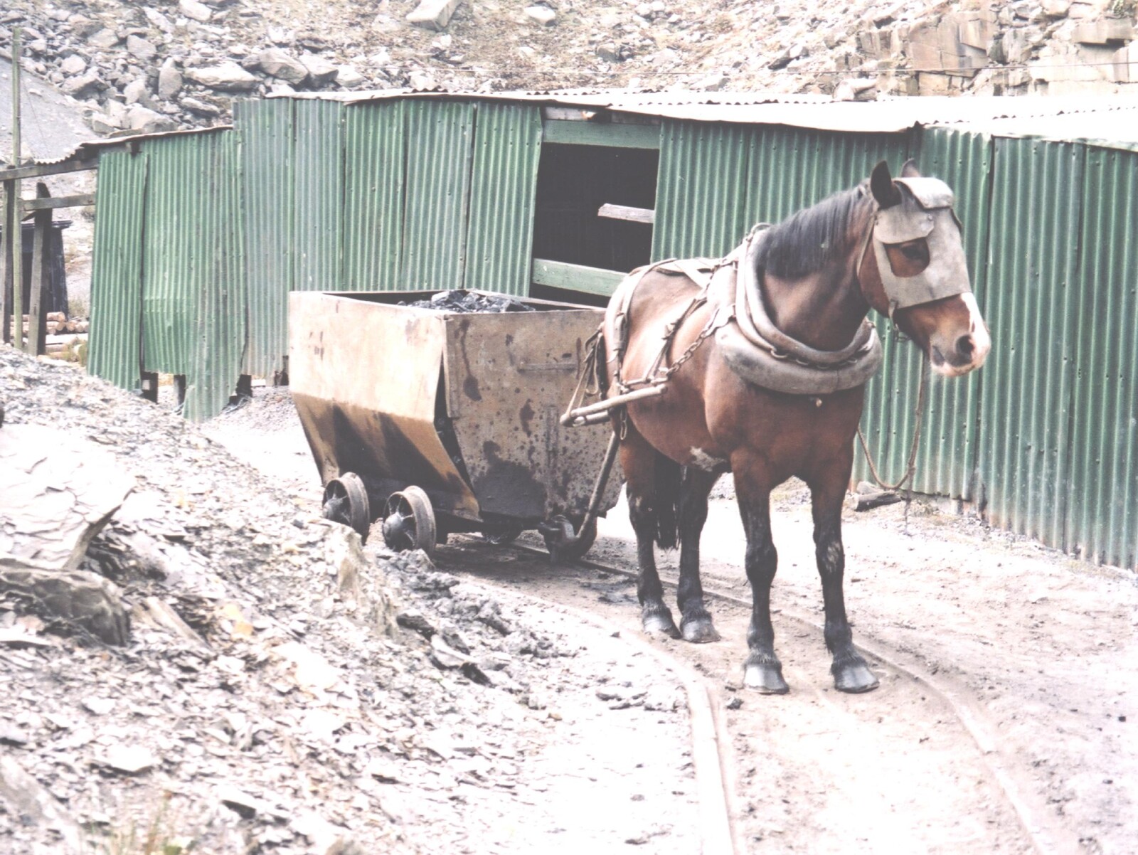 A brown horse stands on a track; he has a mask covering his face and is pulling a cart behind him and there's a green shed to one side