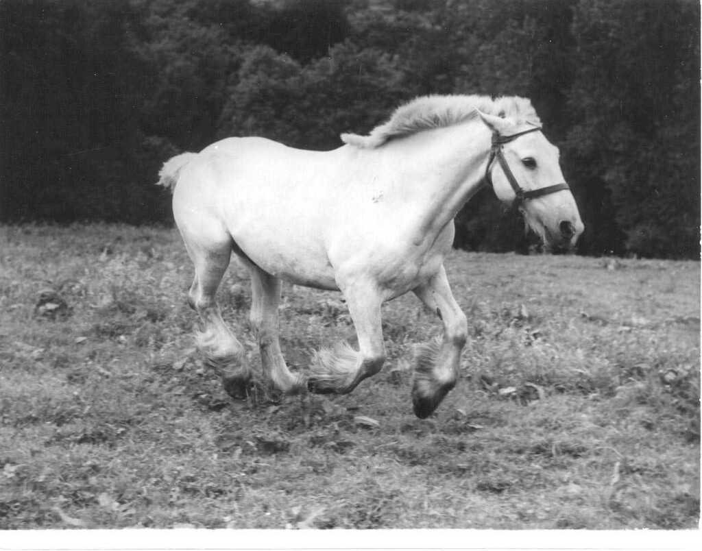 A white horse galloping in a field; there are trees in the background 