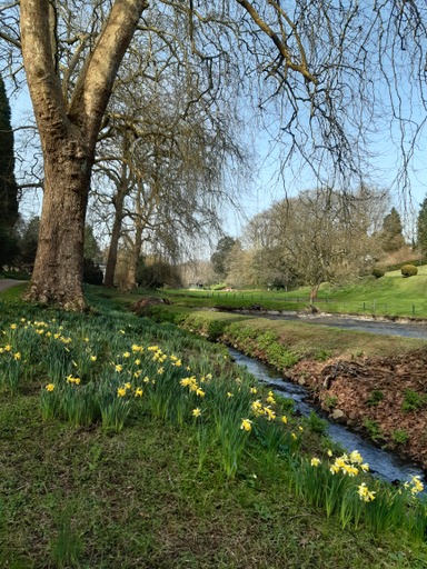 Spring time at St Fagans with bare trees in the background and bright yellow daffodils in the foreground.