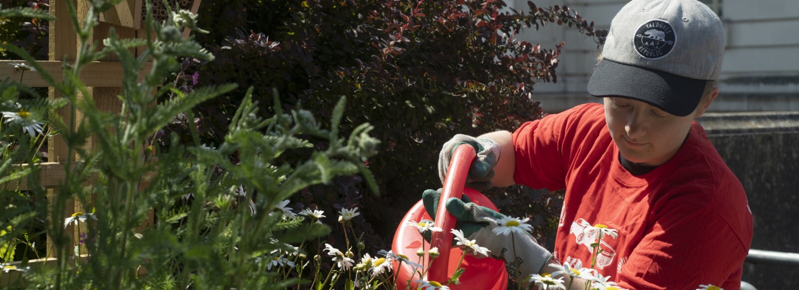Volunteer wearing red volunteering shirt, watering plants at National Museum Cardiff urban meadow.