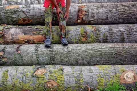 A person wearing red shorts is stood on a stack of logs, they are bending over and they are holding bark over their left leg, there's bark already covering their right leg