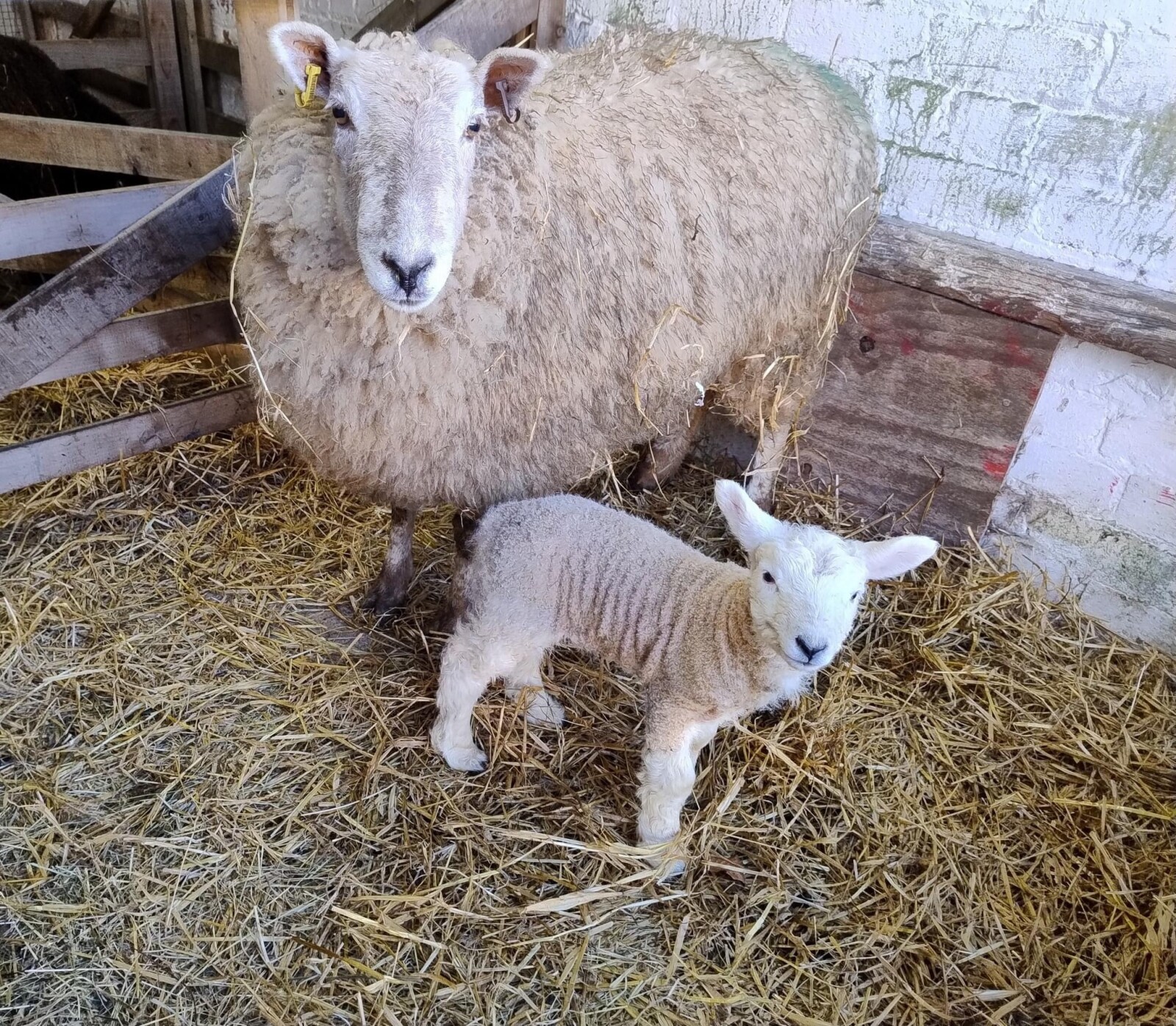 An ewe and her newborn lamb