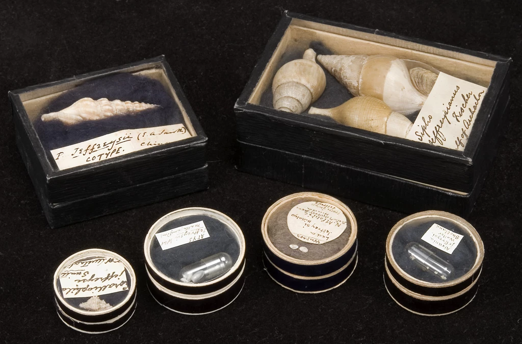 Six boxes of specimens with handwritten labels.