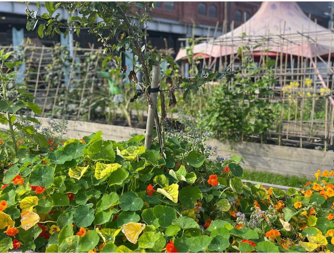 The graft garden, there's a lot of green and yellow leaves and some red and orange flowers at the forefront of the picture, in the background there's structures made of beanpoles with greenery growing across them,