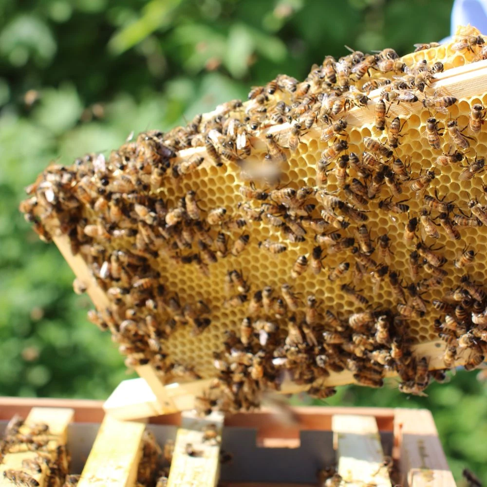 Course : Course: Introduction to Bee Keeping