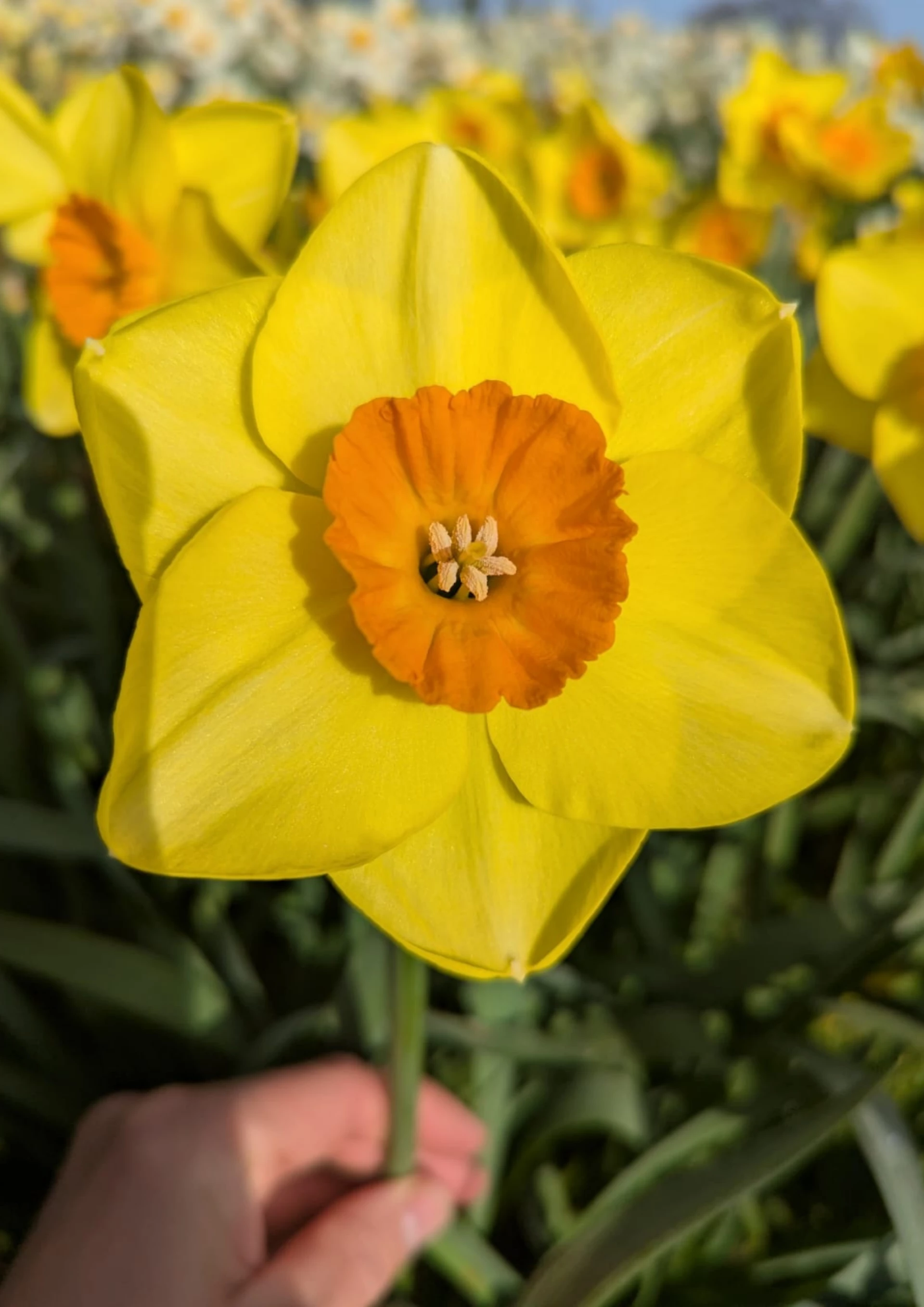 A bright yellow daffodil is central to the picture, the middle is orange and there's a hand holding the stalk, there's a whole field of daffodils blurry in the background