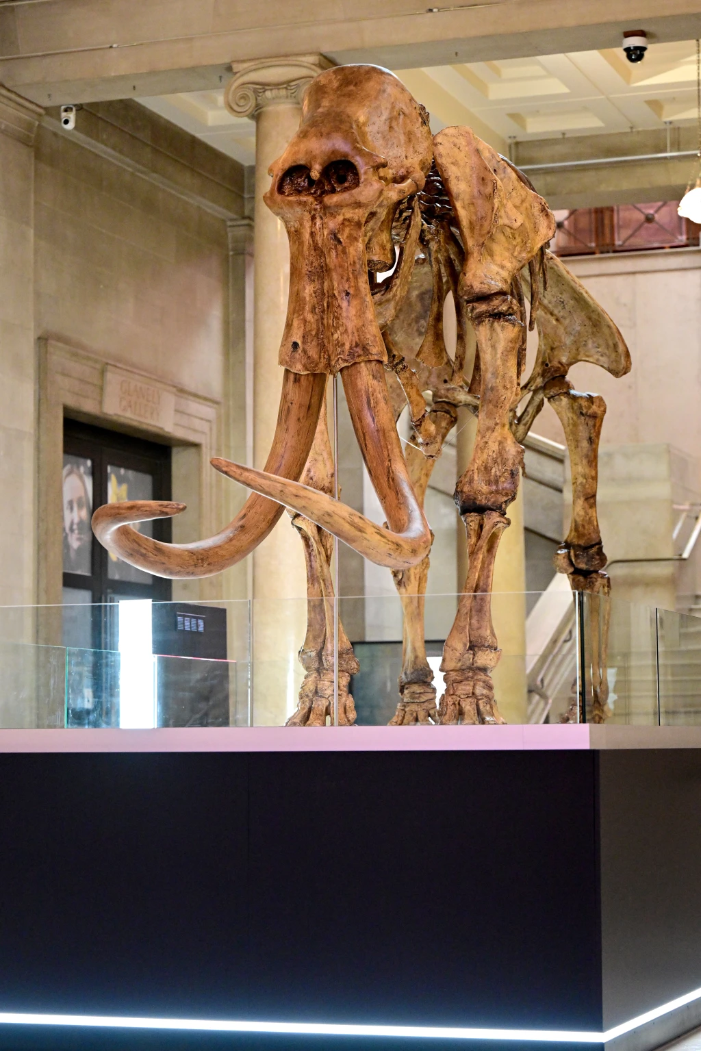 Mammoth in Main Hall