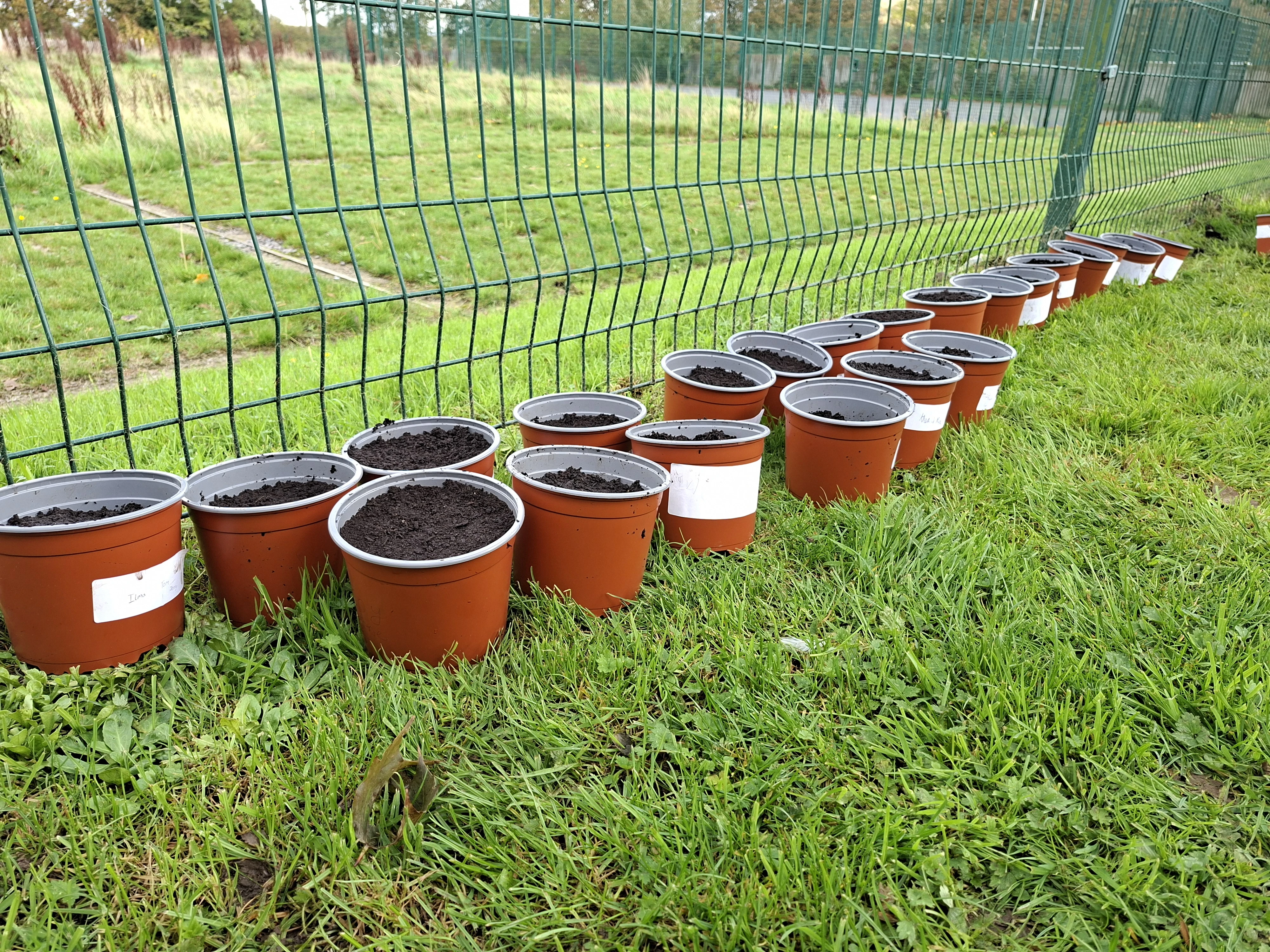 Spring Bulbs Project Plant Pots in a row