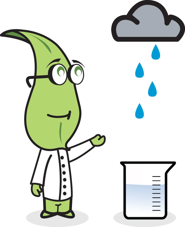 Professor Plant Measuring Rain Water