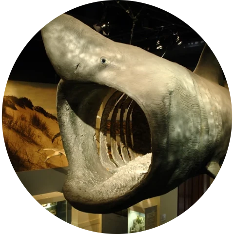 Basking Shark icon