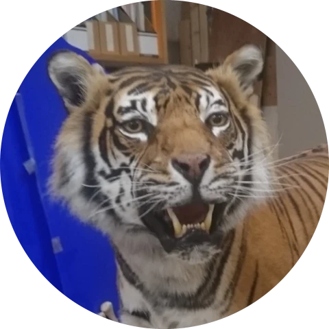 Bryn Tiger Icon