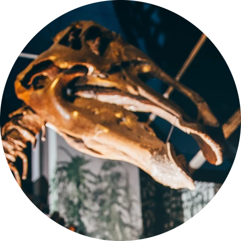 Dinosaur Icon