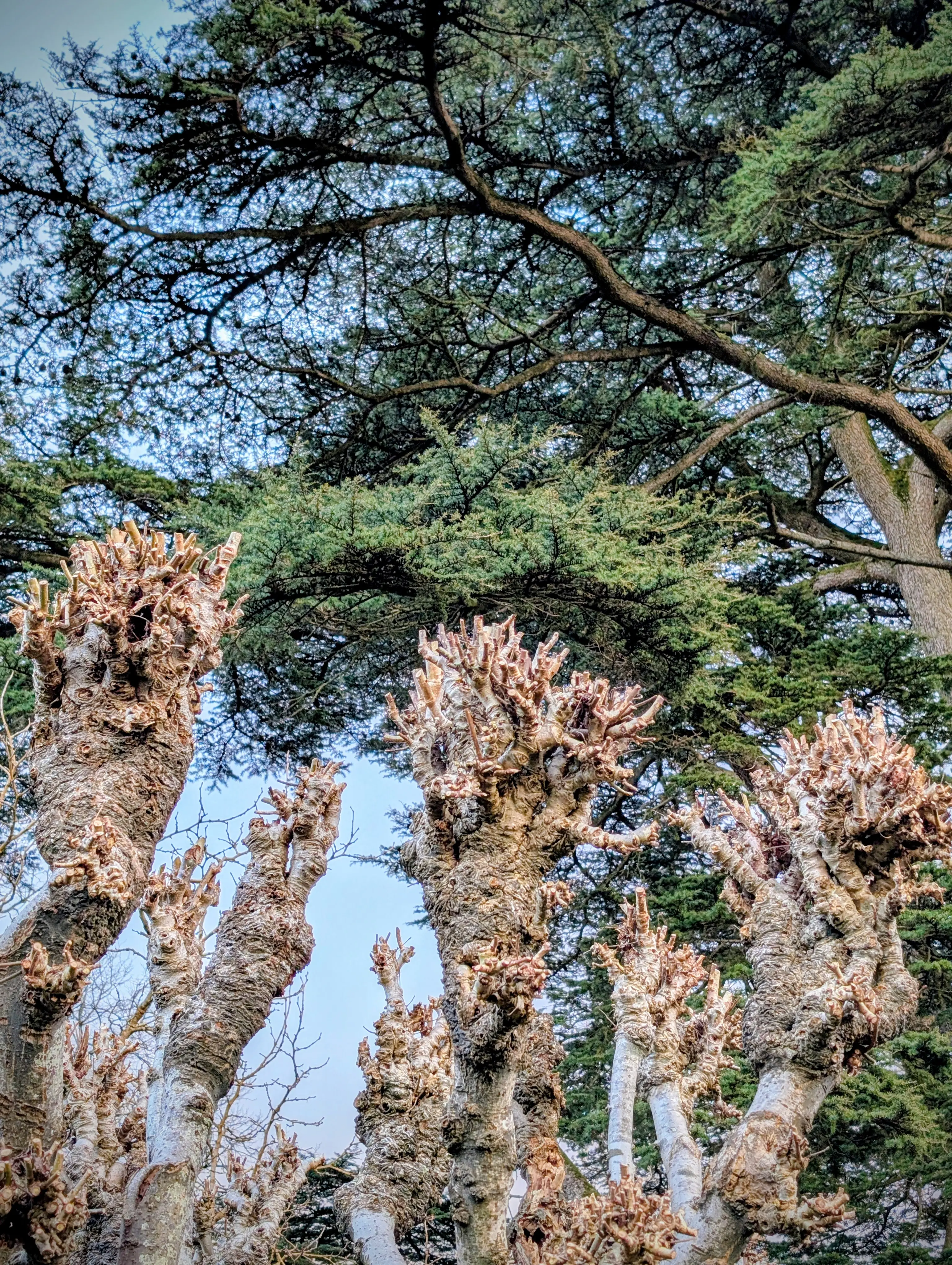 Lime trees after being pollared 