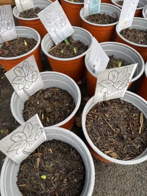 Gavinburn Primary School Plants Growing
