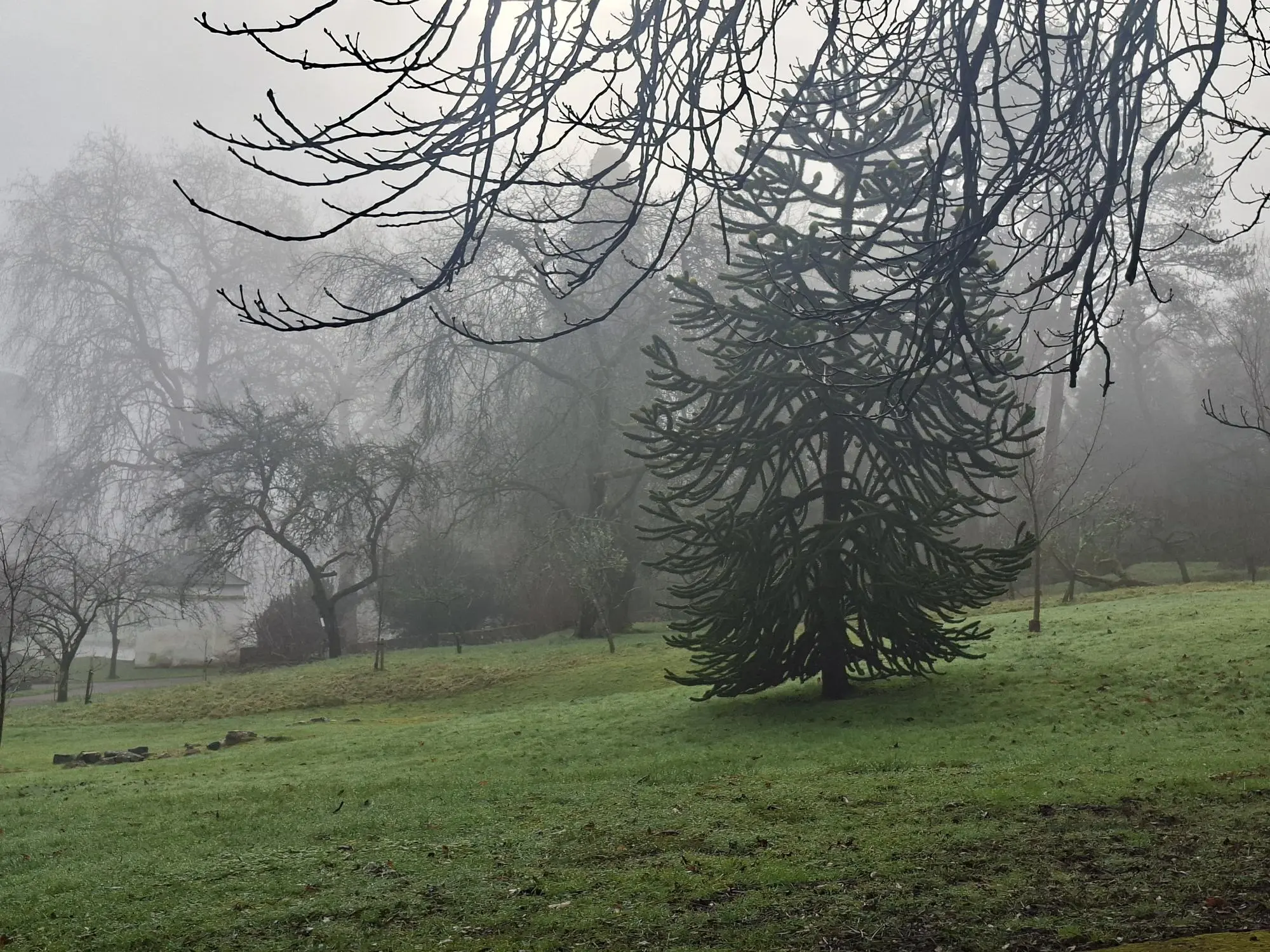 Foggy Day at St Fagans Jan 2026