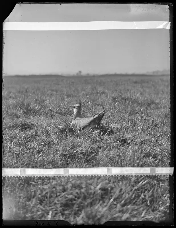 Lapwing Morrey Salmon Collection