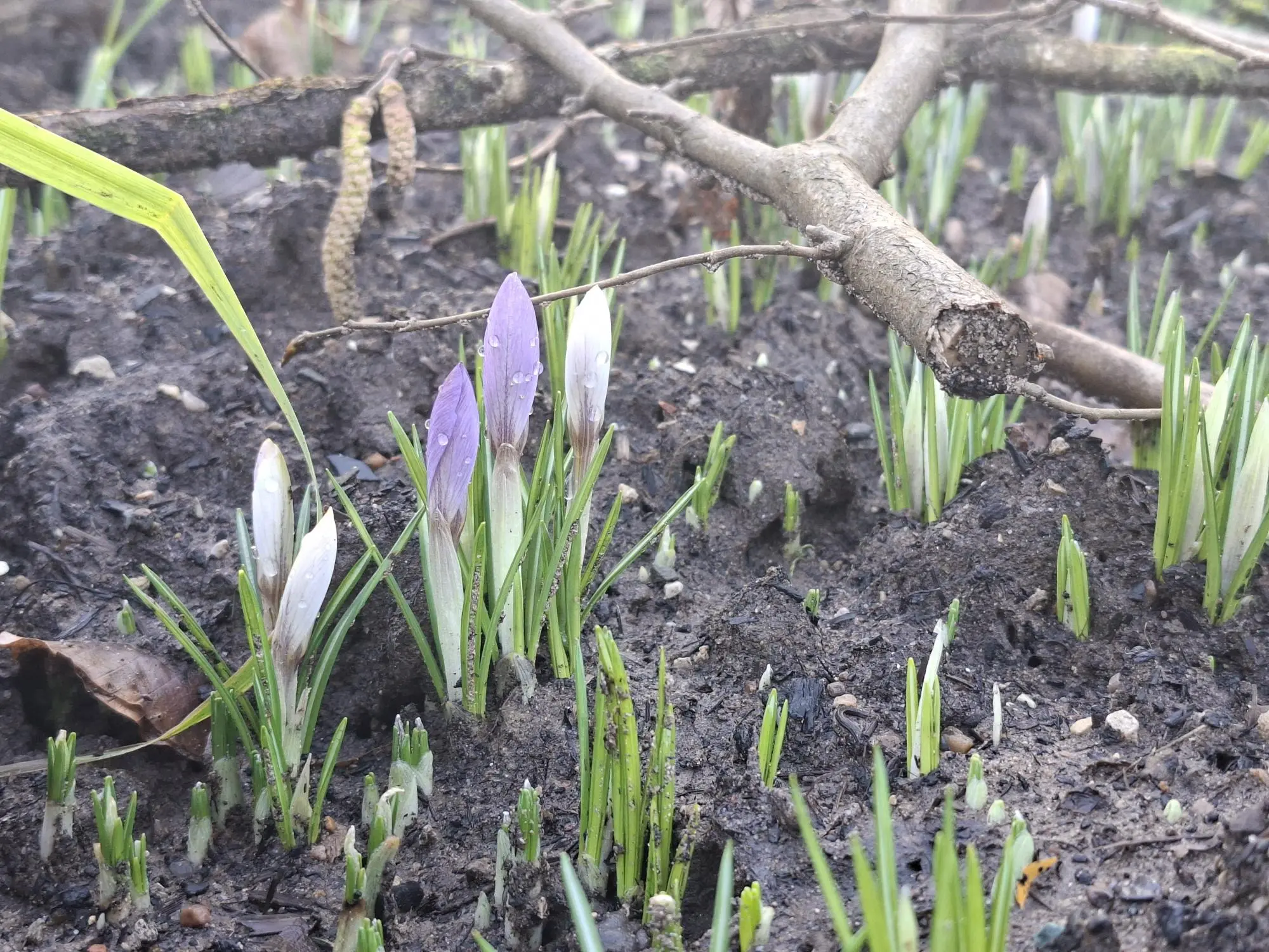 Flowers Growing in Commemorative 20th Display