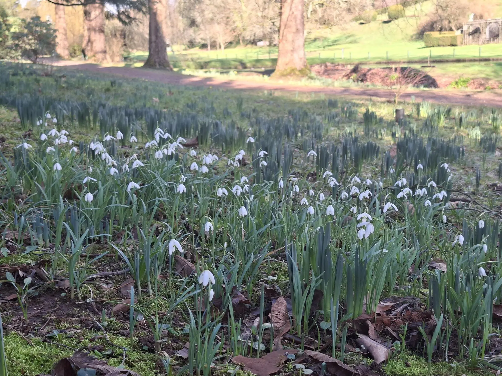 Flowers Growing In St Fagans