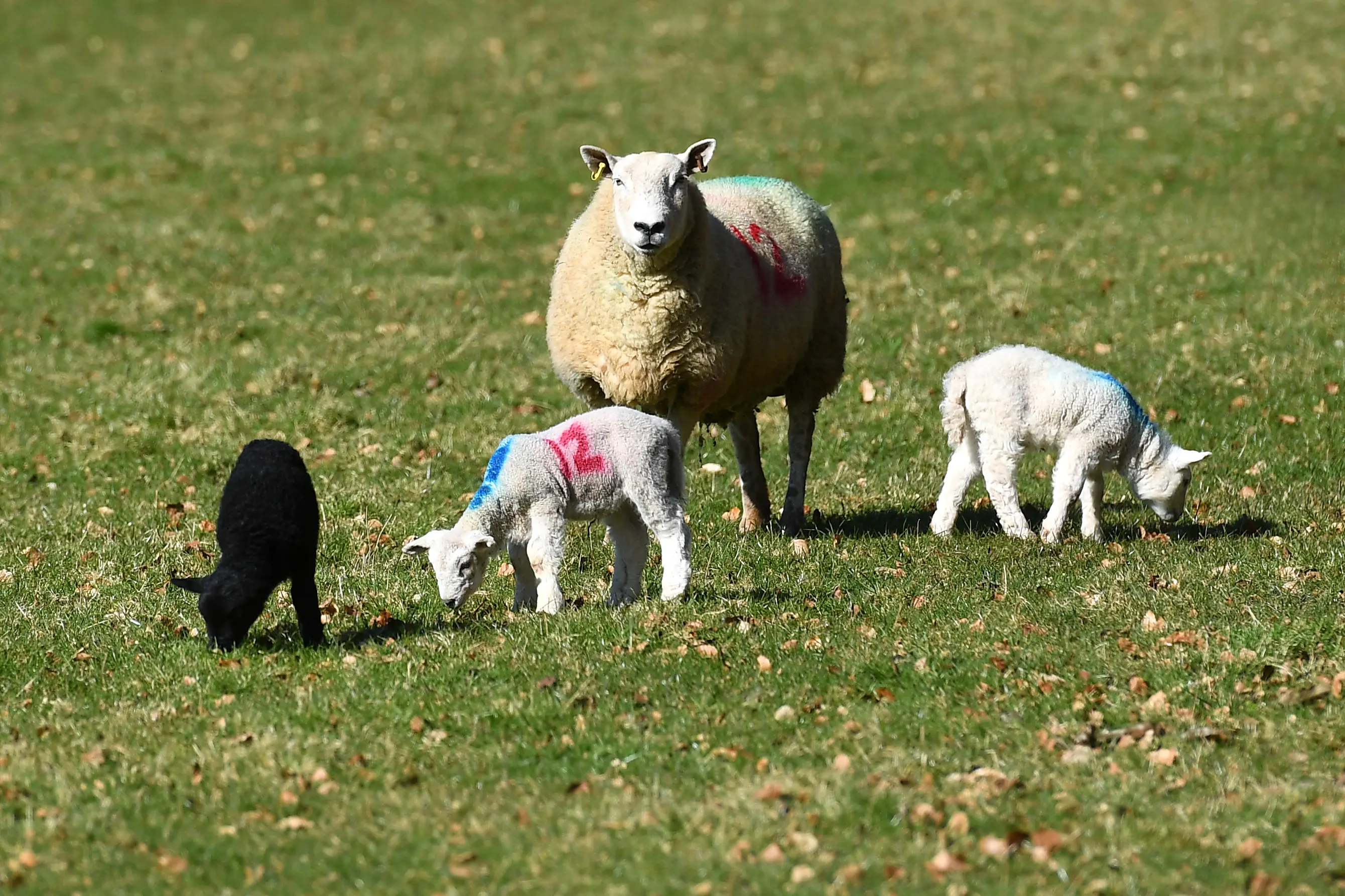An ewe and lambs in the field 