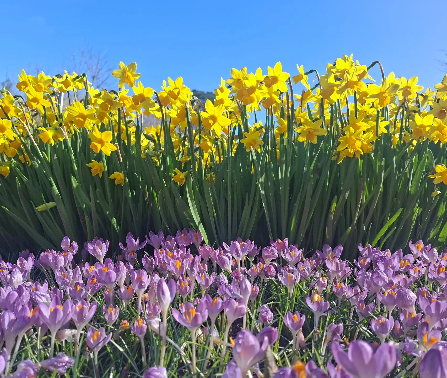 Daffodil and Crocus Flower Display