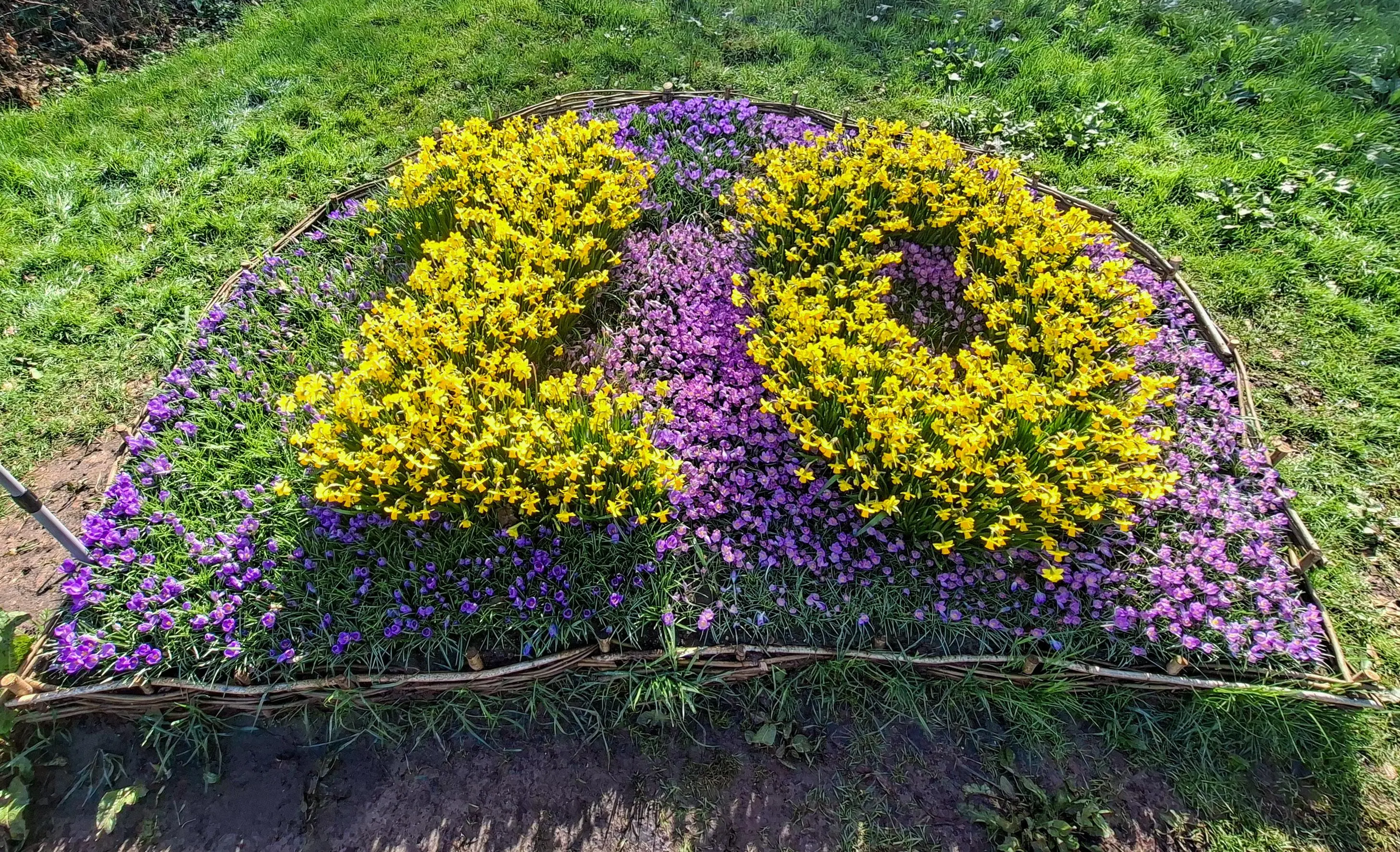 Daffodil and Crocus Flower Display 20th Spring Bulbs