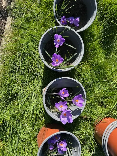 NewHights Primary Flowers - Spring Bulbs
