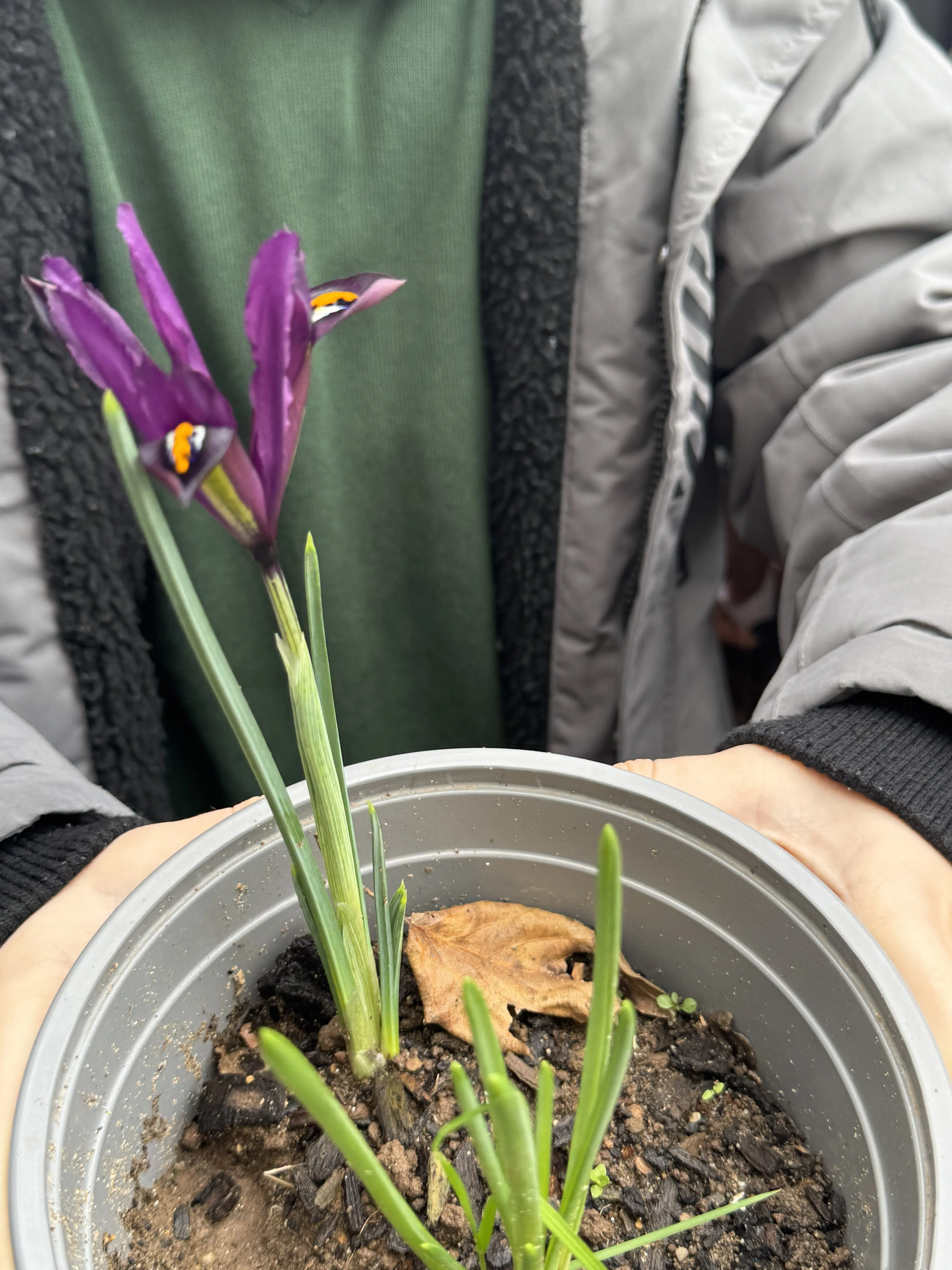 St Patricks RC PS Flowers Growing