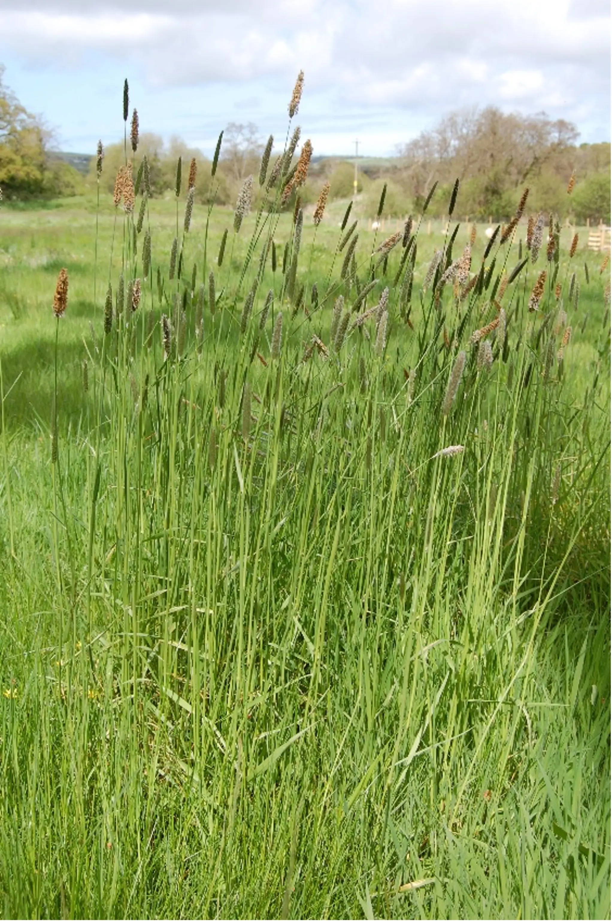 Meadow foxtail