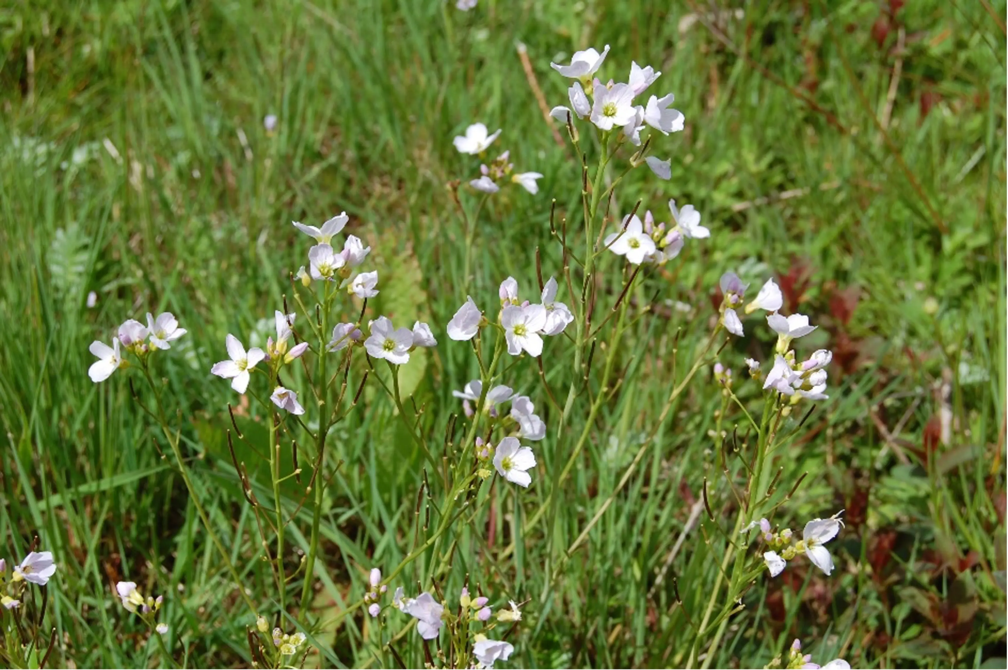 Cuckoo flower