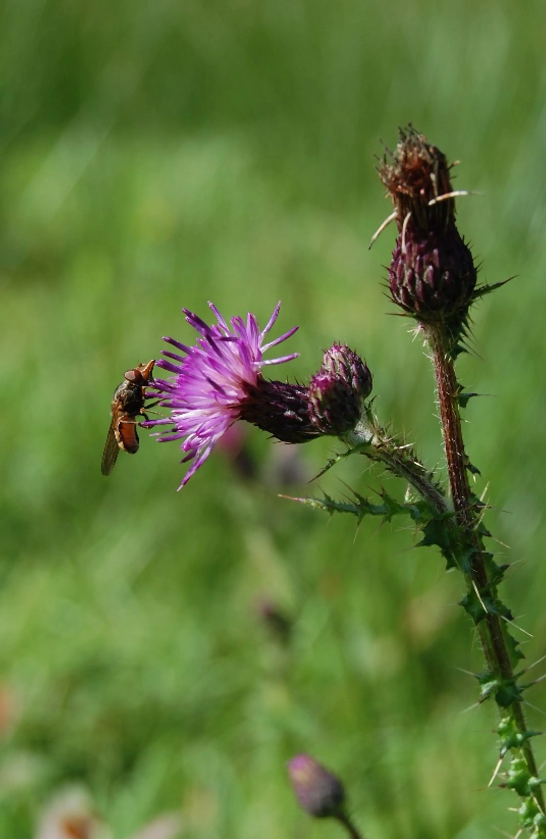 Thistle