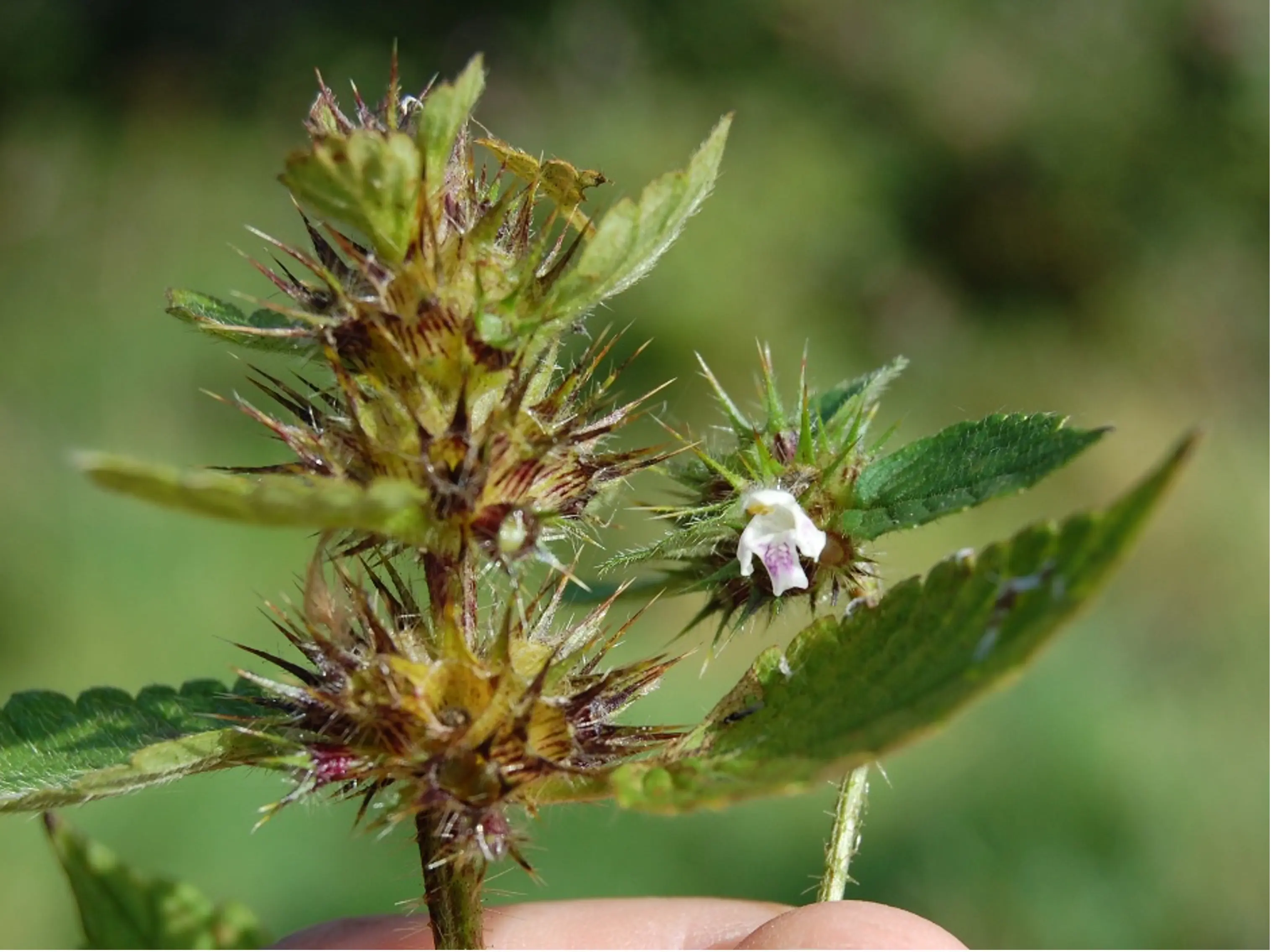 Hempnettle