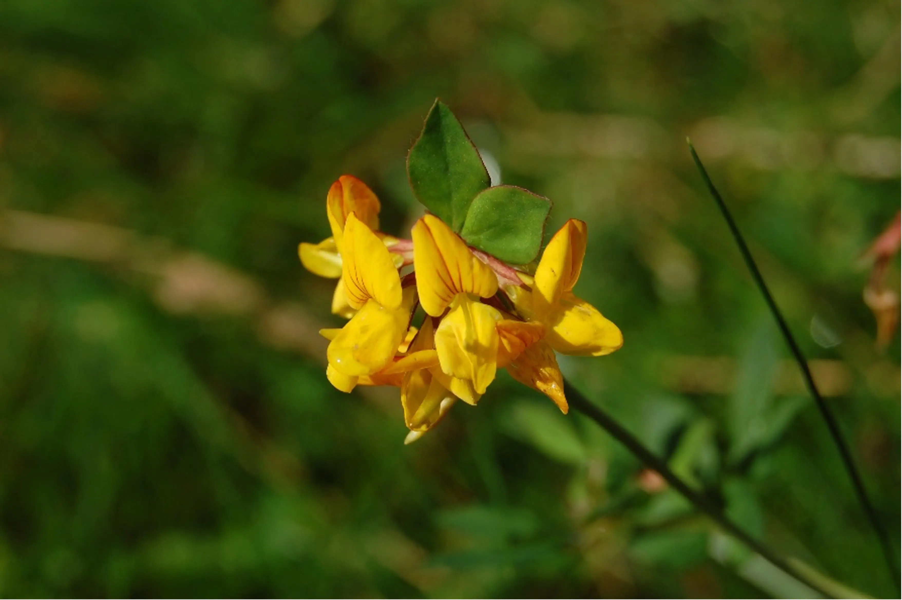 Birds foot trefoil