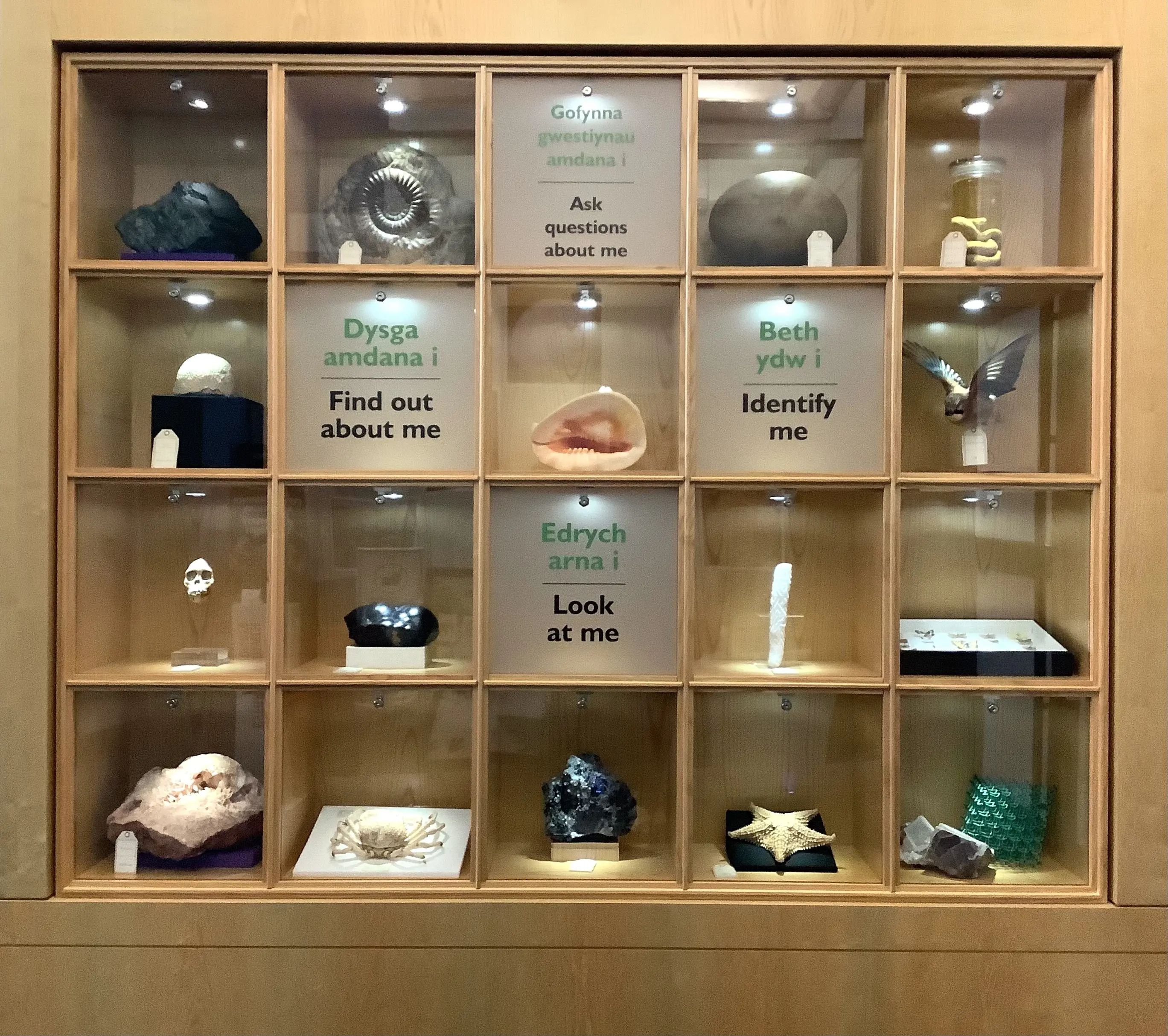Display cases in Clore Discovery Centre