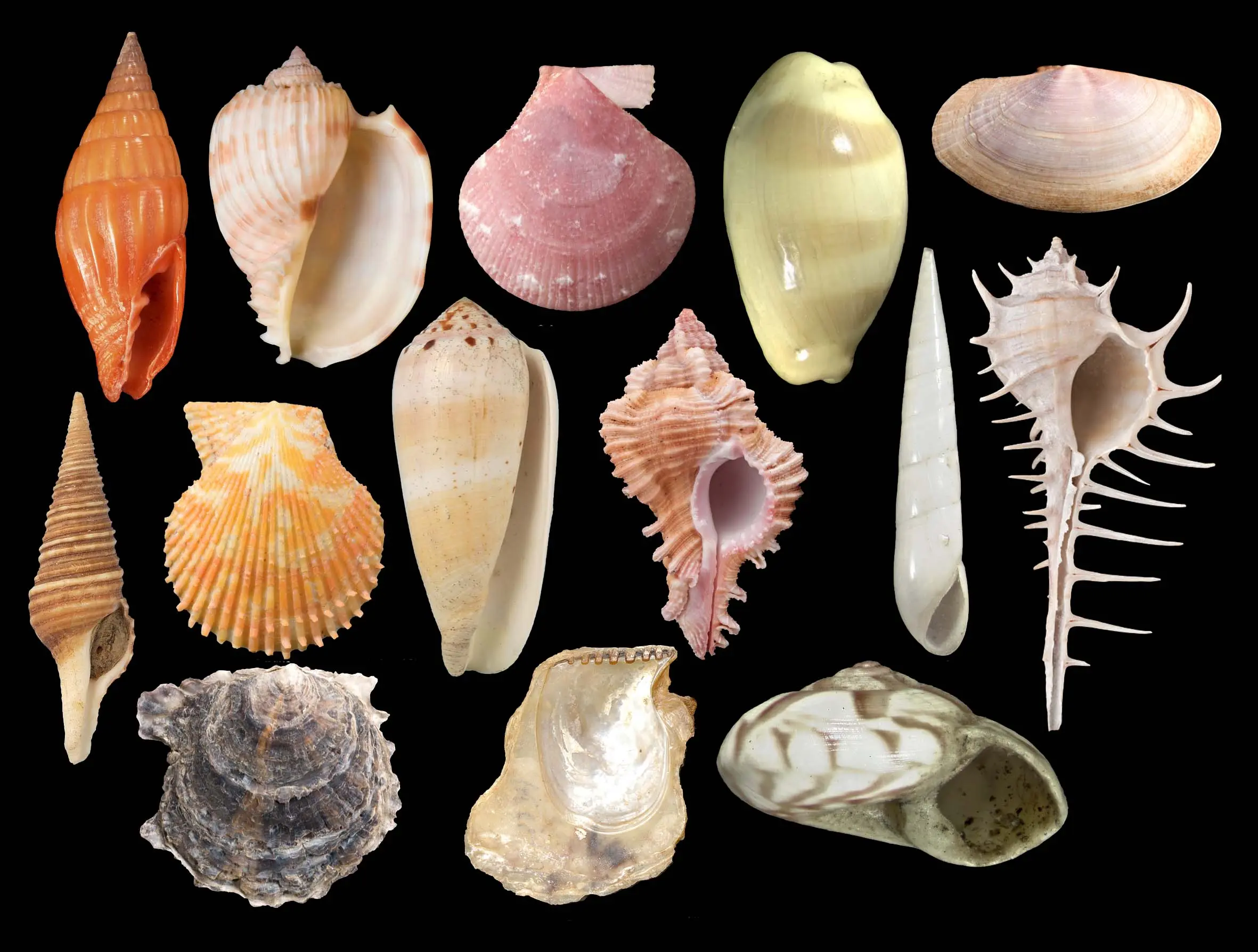 shells
