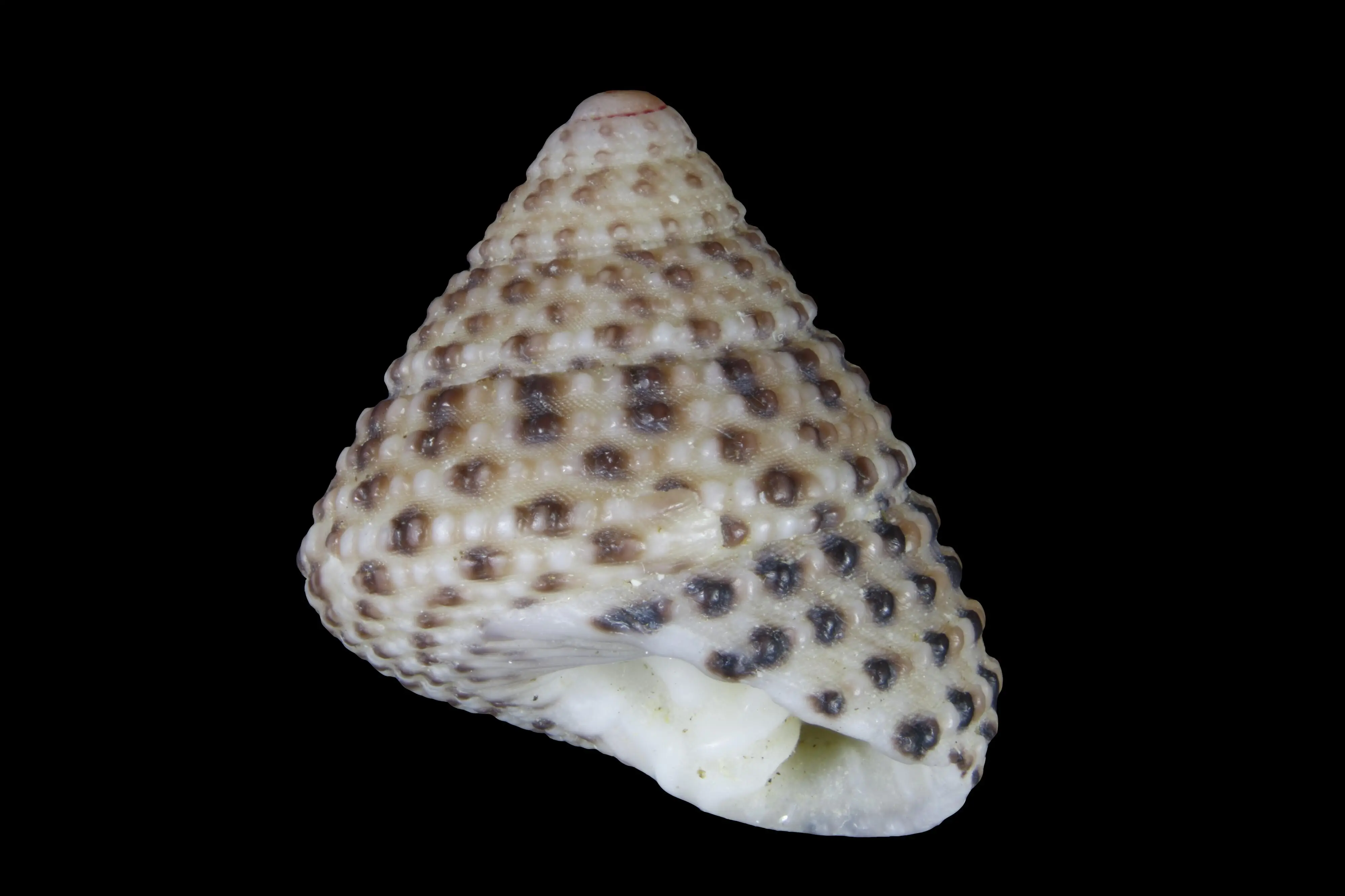 shell
