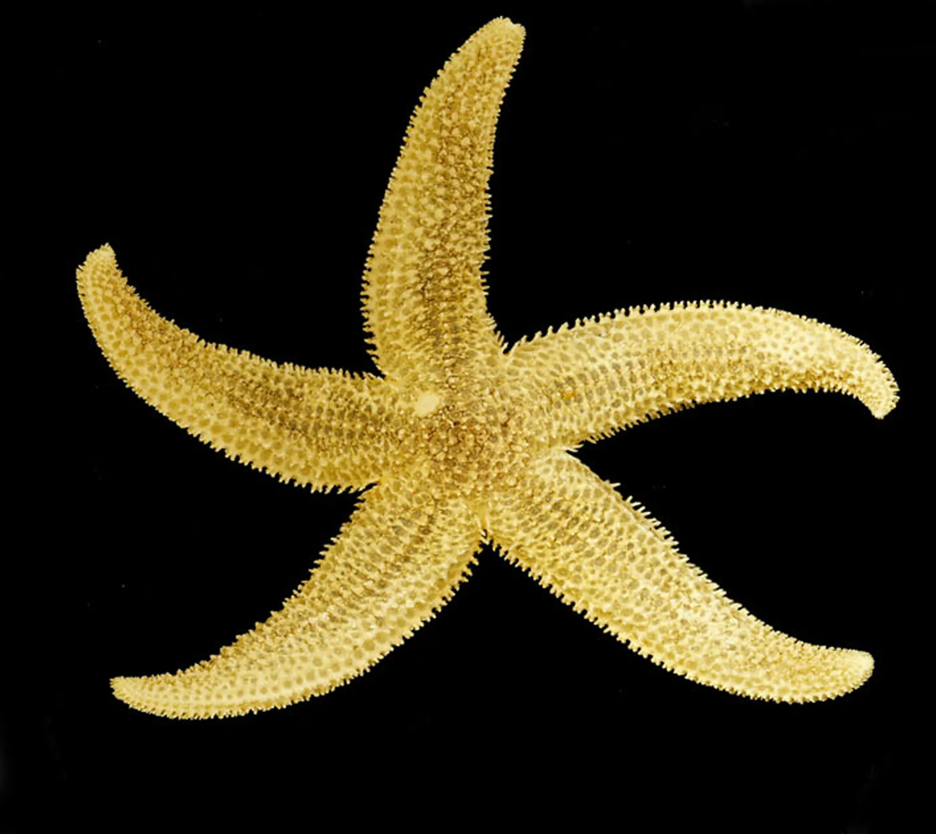 Starfish