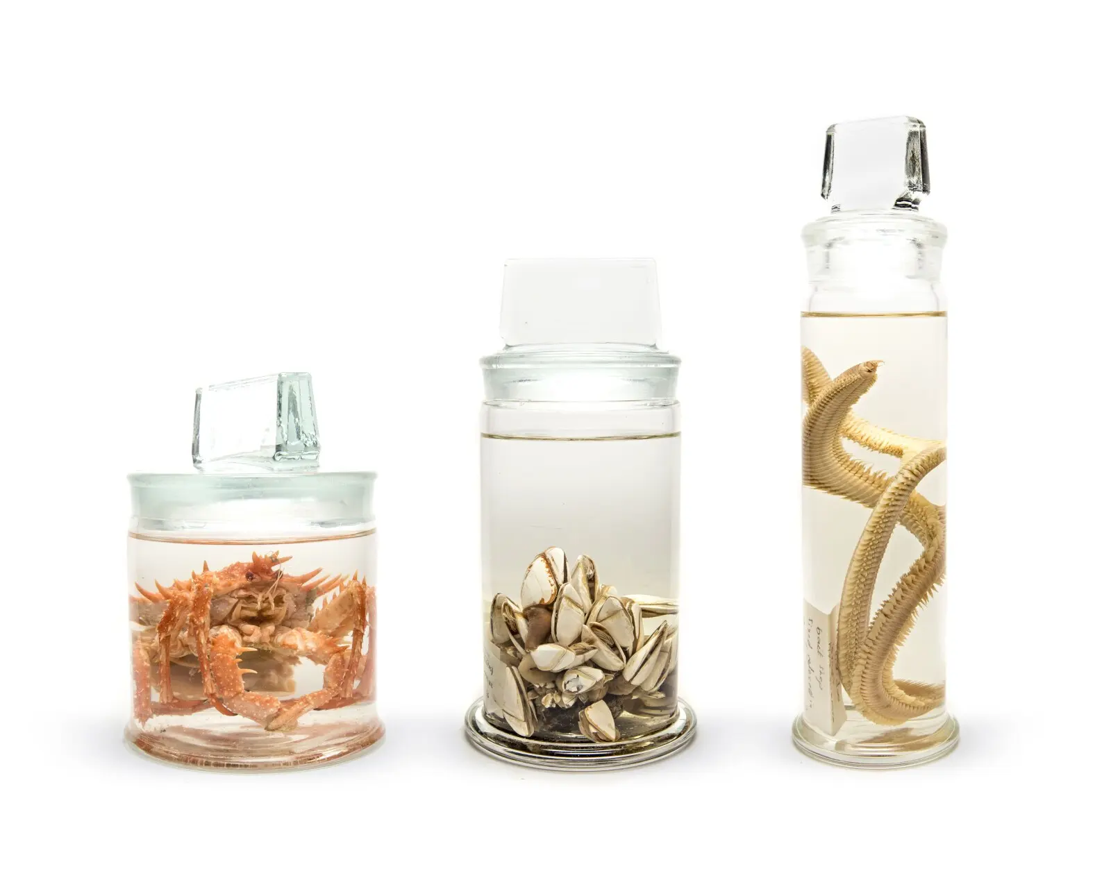 Three glass jars containing preserved marine invertebrate specimens: a crab, barnacles and a brittle star.