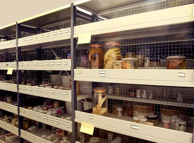 Shelves filled with glass jars containing preserved marine specimens.