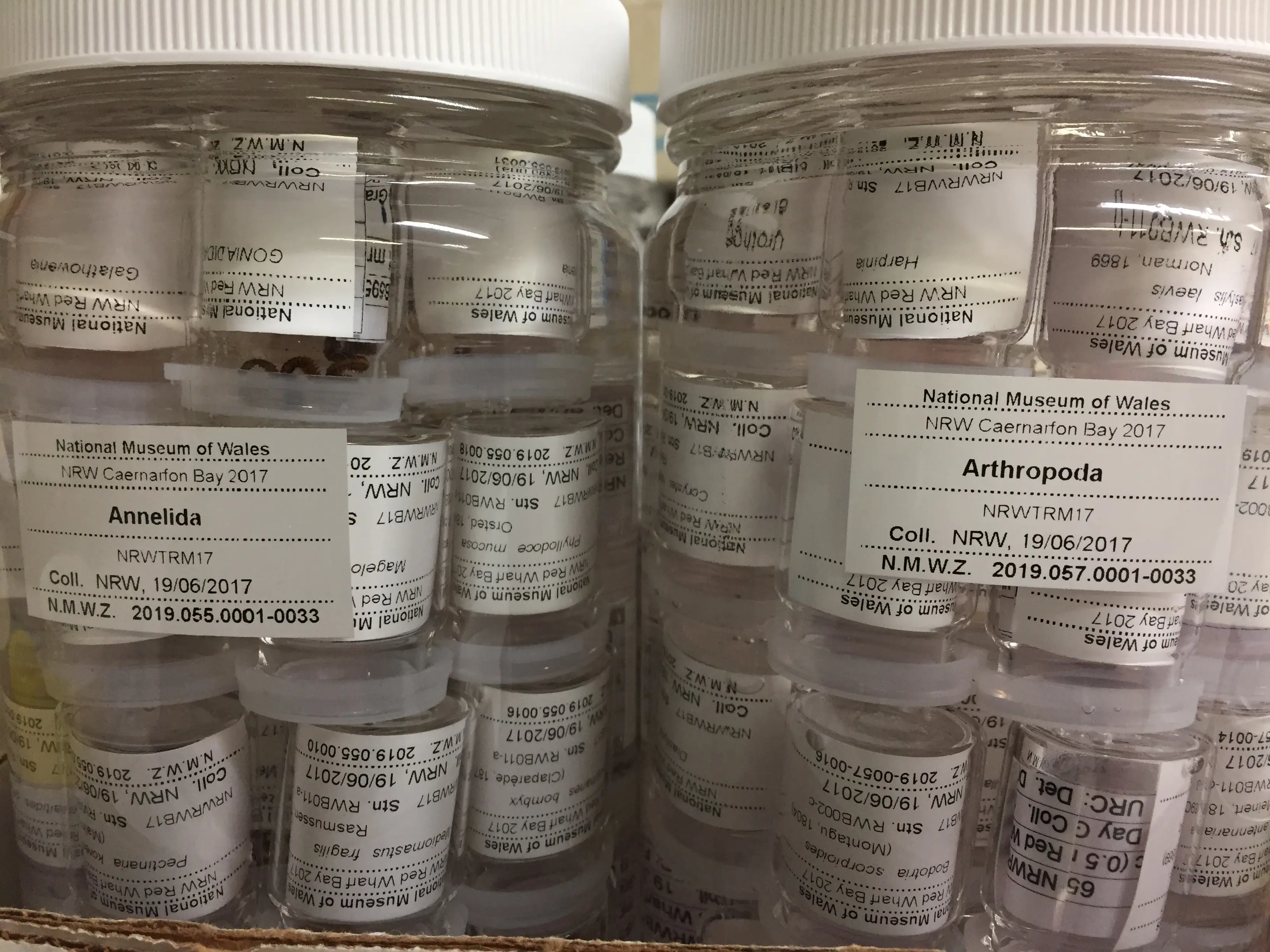 A close up of two big jars, the jars are filled by smaller pots of specimens individually labeled