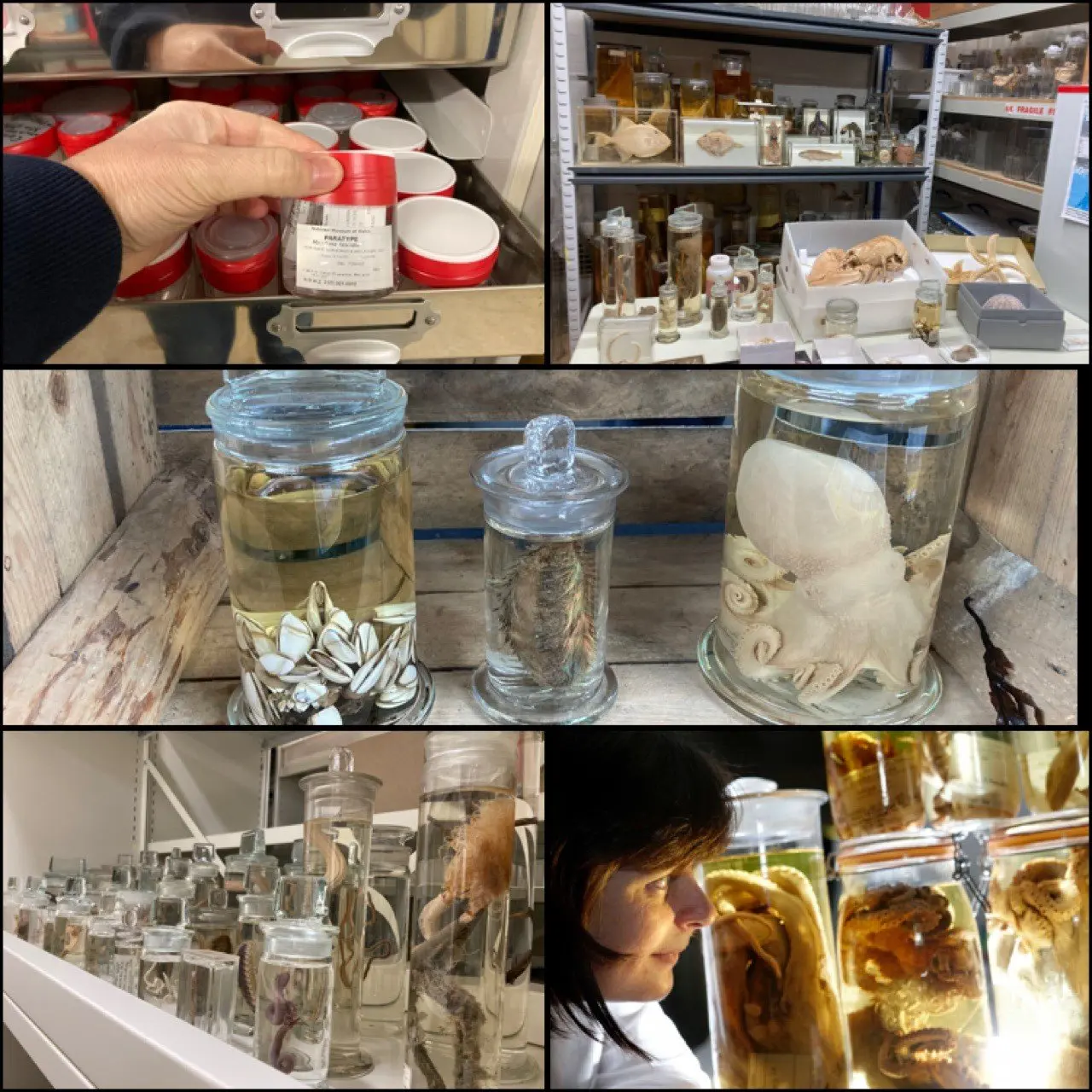 A collage of images which includes jars of speciments and pots with labels, some include shells and others octopuses