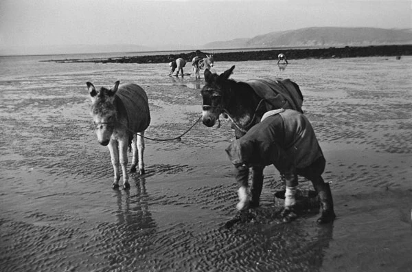 Cockle-gathering on Llan-saint beach