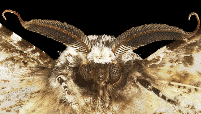 Peppered Moth Biston betularia