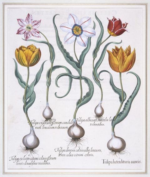 <em>Tulipa Lutea Lituris Aureis</em> from <em>Hortus Eystettensis</em>