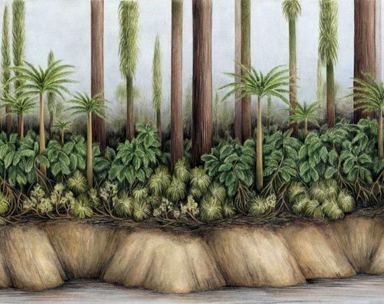 Reconstruction of the levee of a river that flowed through the tropical wetlands 300 million years ago