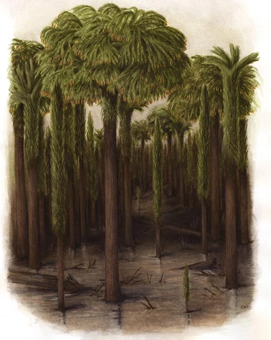 Reconstruction of giant lycophytes growing in tropical wetlands of Wales, about 300 million years ago.