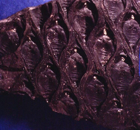 Bark from the trunk of a Late Carboniferous giant lycophyte