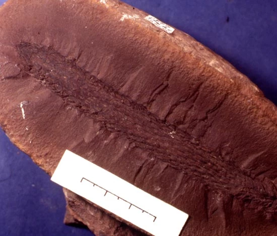 A cone from a Late Carboniferous giant lycophyte
